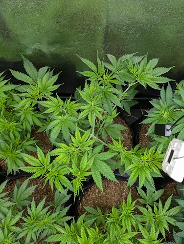 Growreport Bild 16