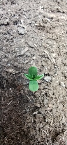 Growreport Bild 5