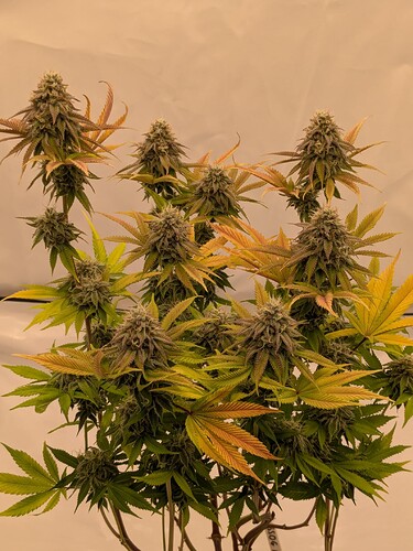 PXL_20240706_160355065