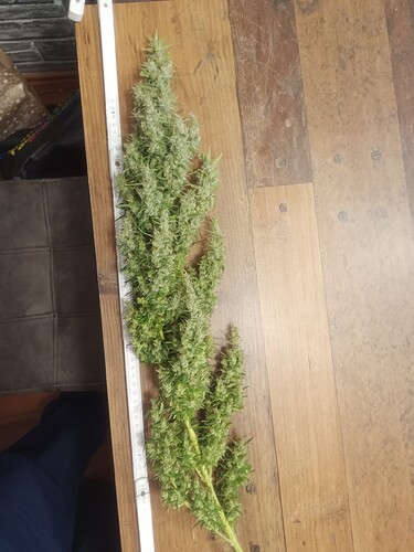 Growreport Bild 12