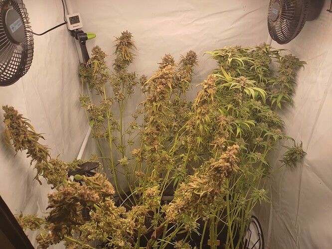 Growreport Bild 1