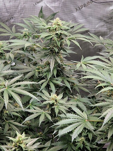 WhatsApp Bild 2024-06-03 um 20.05.24_624be6ab