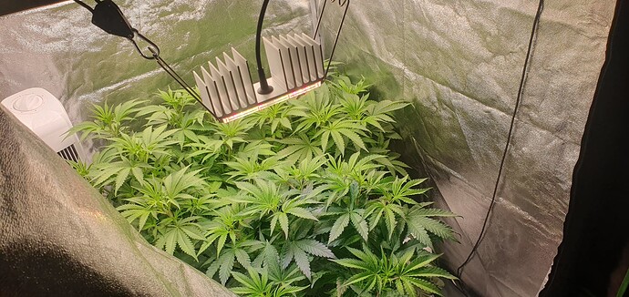 Growreport Bild 1