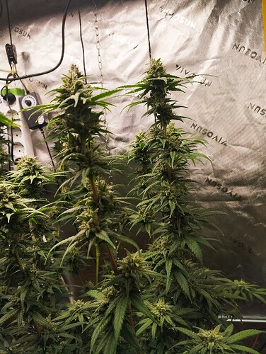 Growreport Bild 5
