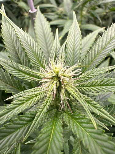 Growreport Bild 25