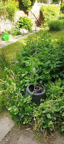 IMG_20250515_093842