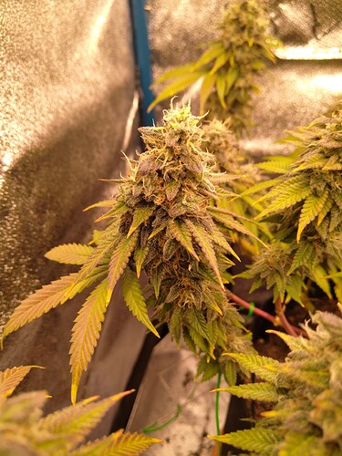 Growreport Bild 4