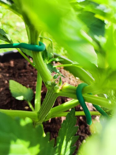 Growreport Bild 7