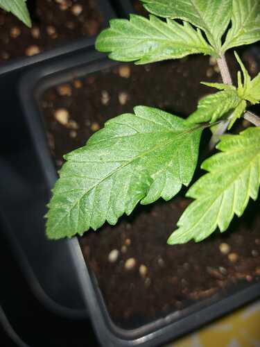 Growreport Bild 8