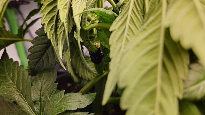 Growreport Bild 19