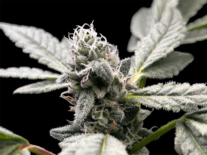 Growreport Bild 25
