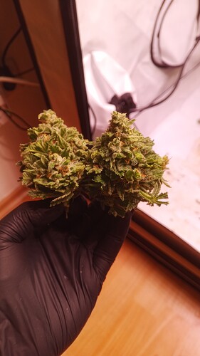 Growreport Bild 17