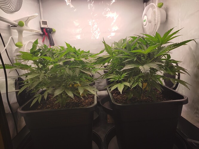 Growreport Bild 3