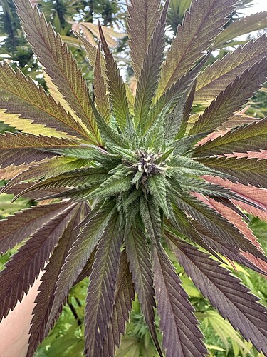 Growreport Bild 1