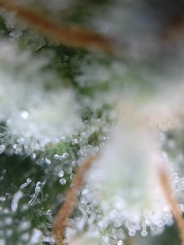 Growreport Bild 25