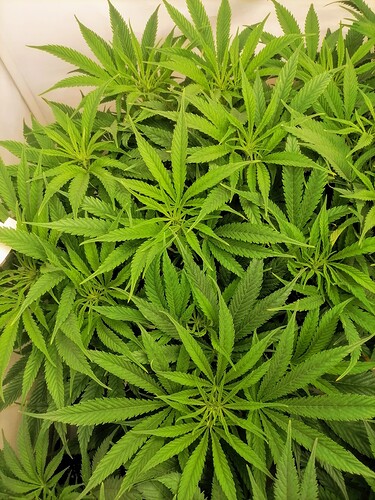 Growreport Bild 24