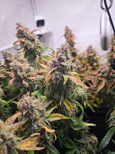 MVIMG_20251202_164109