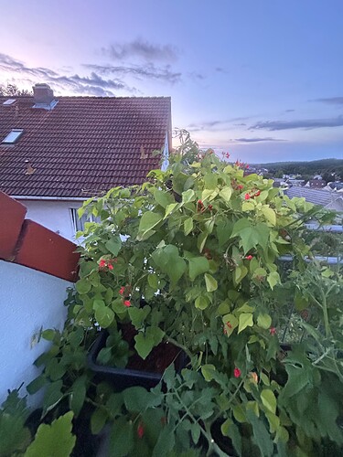 Growreport Bild 32