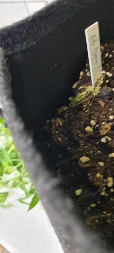 Growreport Bild 20