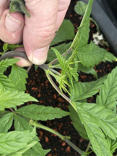 Growreport Bild 36