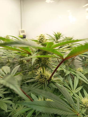 Growreport Bild 27