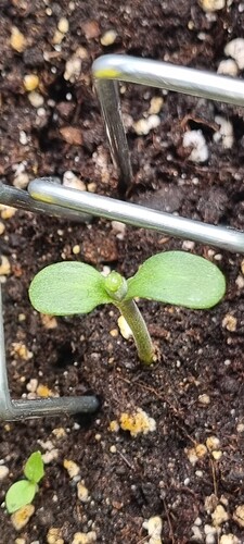 Growreport Bild 29