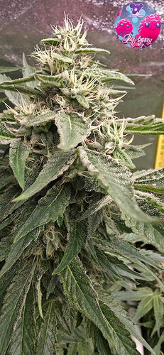 Growreport Bild 14