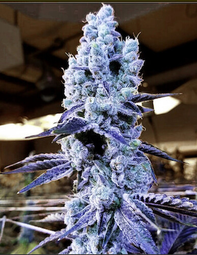 Growreport Bild 27