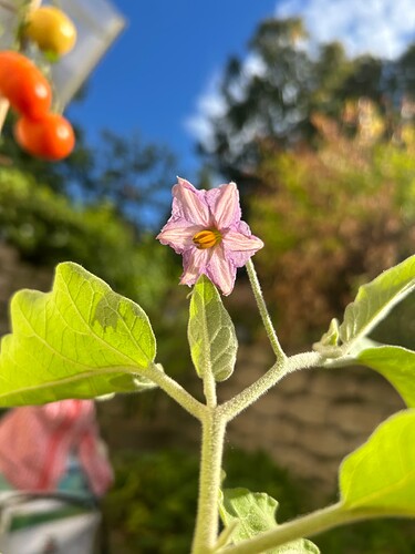 Growreport Bild 36