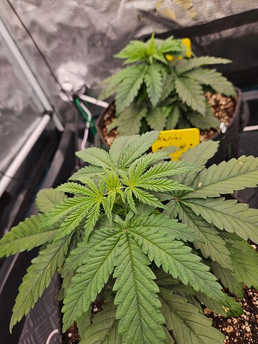 Growreport Bild 29