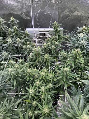 Growreport Bild 8