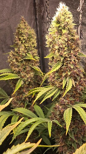 Growreport Bild 6