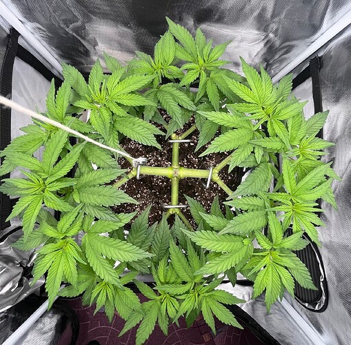 Growreport Bild 1