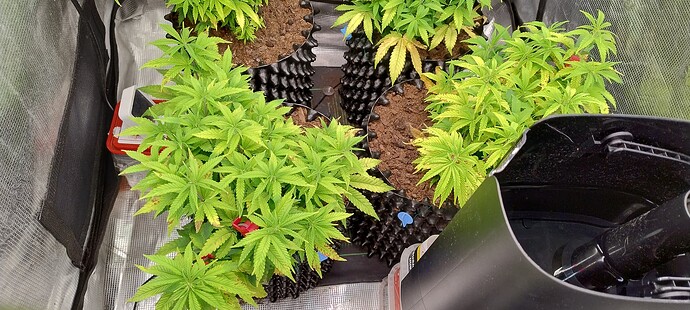 IMG_20251101_063735296_HDR