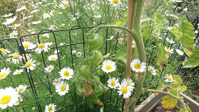 Growreport Bild 69