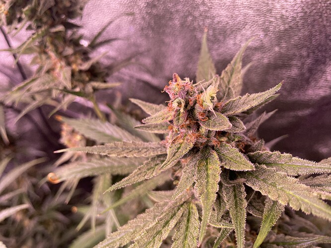 Growreport Bild 15