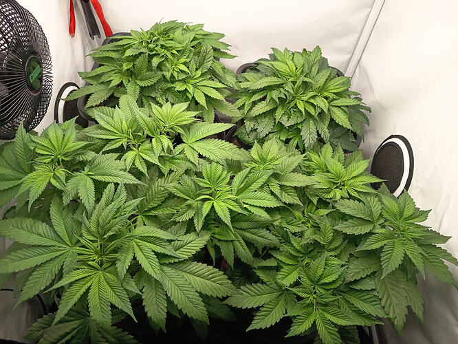 Growreport Bild 13