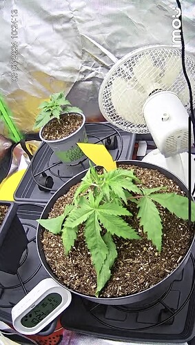 Growreport Bild 28