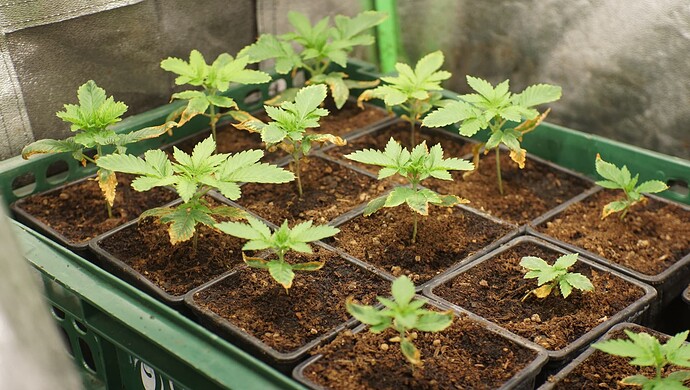 Growreport Bild 7
