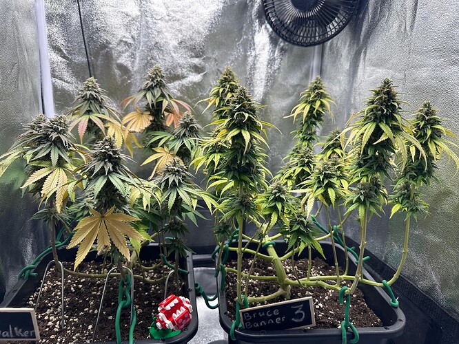 Growreport Bild 32