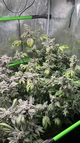 Growreport Bild 6
