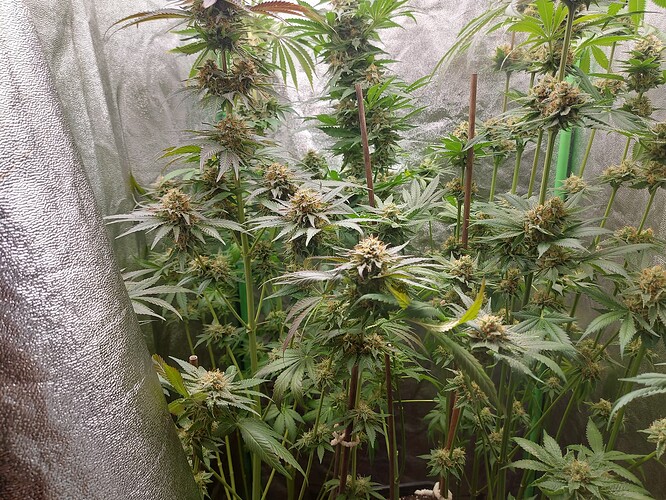 Growreport Bild 3