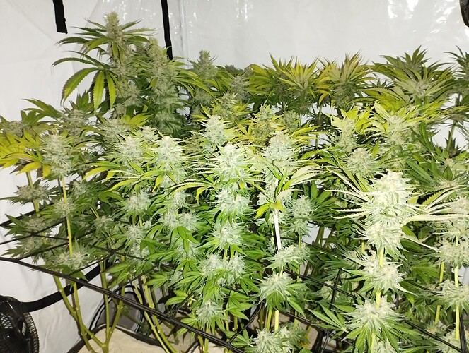 Growreport Bild 18