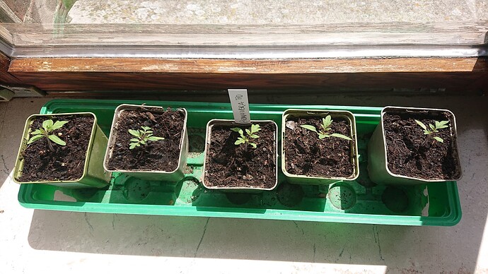 Growreport Bild 8