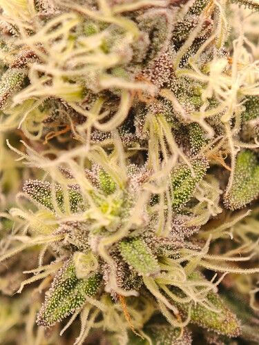 Growreport Bild 25