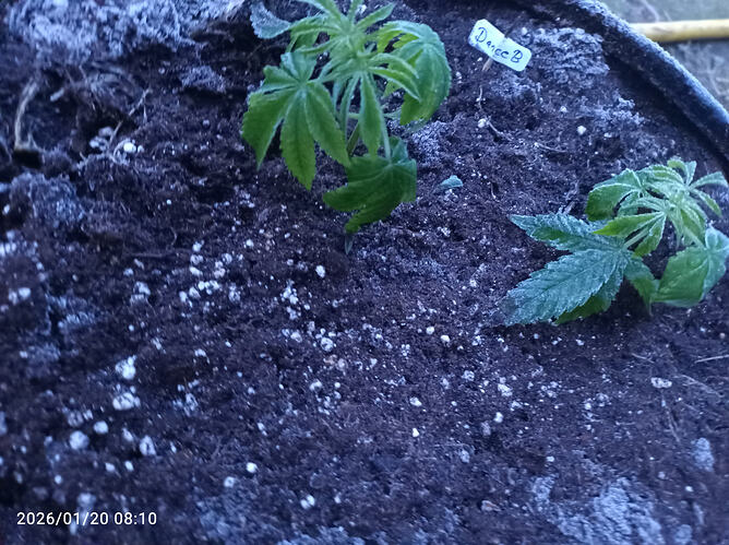 Growreport Bild 6
