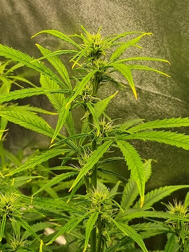 Growreport Bild 8