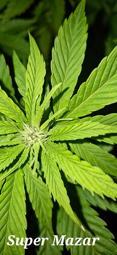Growreport Bild 13