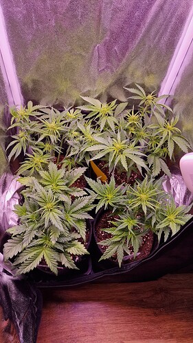 Growreport Bild 1