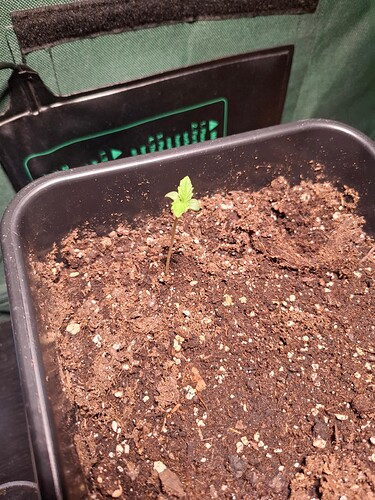 Growreport Bild 1
